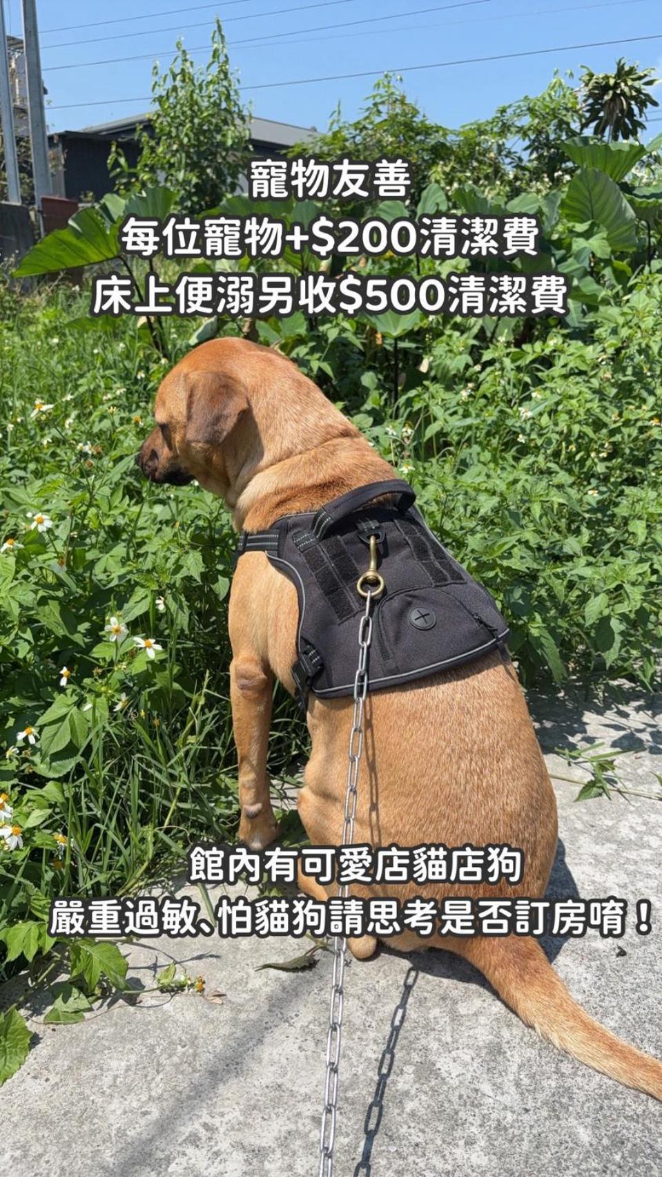 缽割貓點點 青旅 Diandian Hostel Puli Luaran gambar